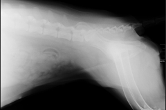 Röntgenbilder 1